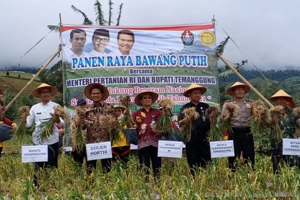 Panen-Raya-Bawang-Putih-di-Temanggung